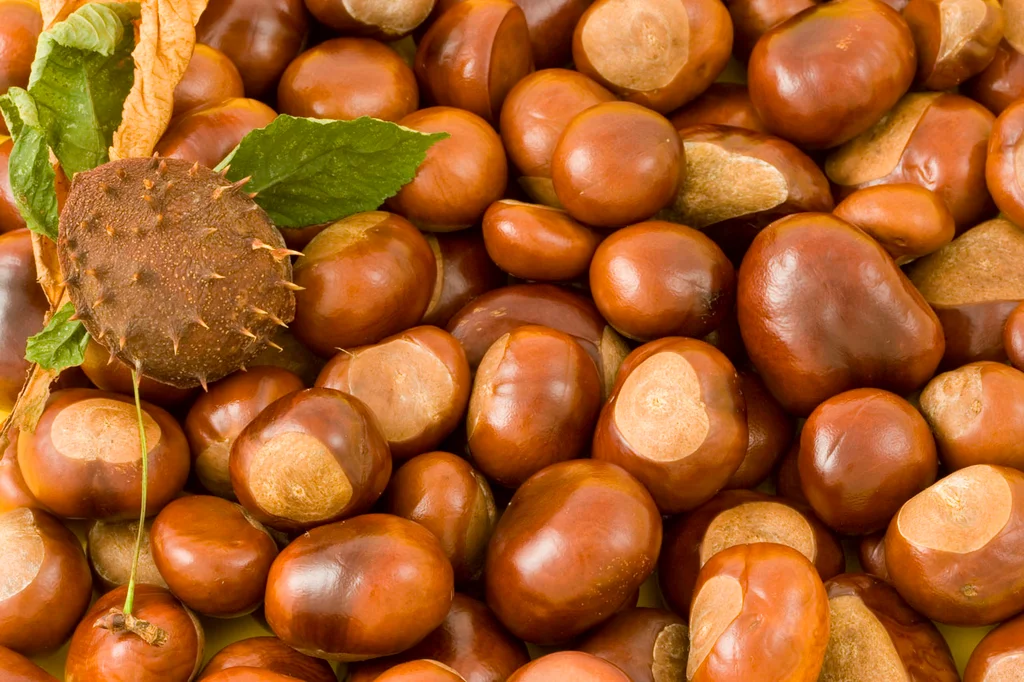 A pile of chestnut conkers : Free Stock Photo