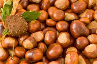 Free Stock Photo: A pile of chestnut conkers