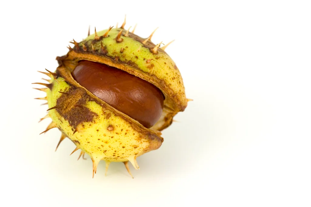 A chestnut conker in its shell isolated on a white background : Free Stock Photo