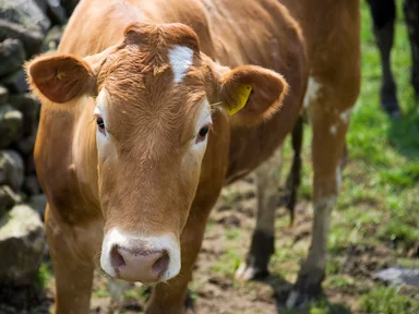 Free Stock Photo: Close-up of a cow