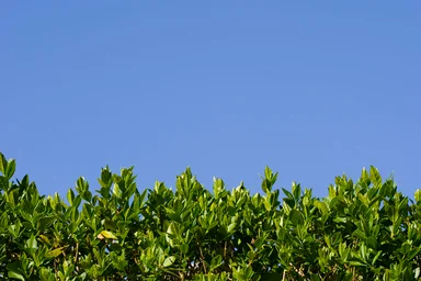 Free Stock Photo: Top of a hedge with a blue sky background
