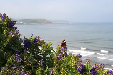 Free Stock Photo: A butterfly on purple flowers by the coast