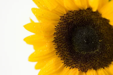 Free Stock Photo: Close-up of a sunflower isolated on a white background