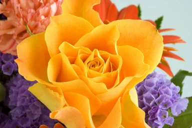 Free Stock Photo: Close-up of a yellow rose and other flowers