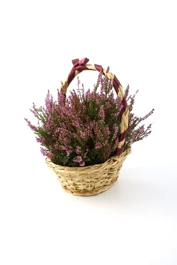 Free Stock Photo: Heather in a basket with a purple bow isolated on a white background