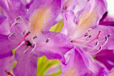 Free Stock Photo: Close-up of a purple rhododendron flower