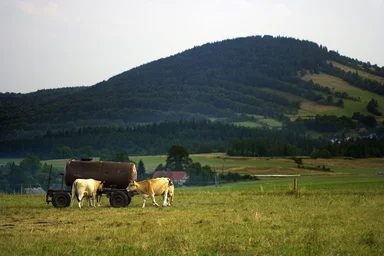 Free Stock Photo: Cows drinking in a pasture