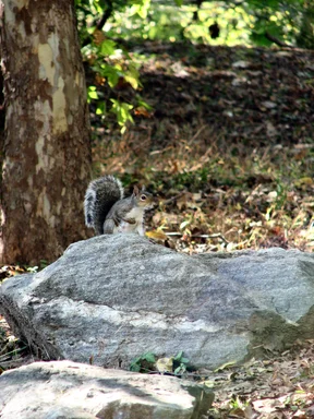 Free Stock Photo: Squirrel on a rock