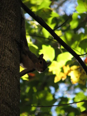 Free Stock Photo: Squirrel in tree leaves