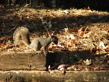 Free Stock Photo: A squirrel with a nut