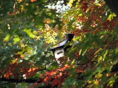 Free Stock Photo: Street lamp with autumn leaves