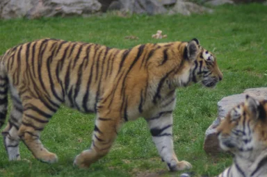Free Stock Photo: A pair of Siberian tigers in the grass