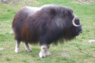 Free Stock Photo: A European bison