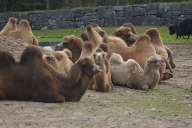 Free Stock Photo: A group of Bactrian camels sitting on the ground