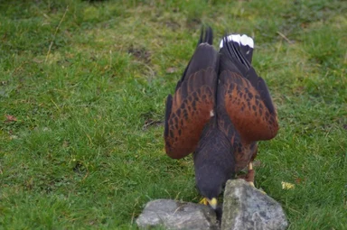 Free Stock Photo: A Harris hawk walking in the grass
