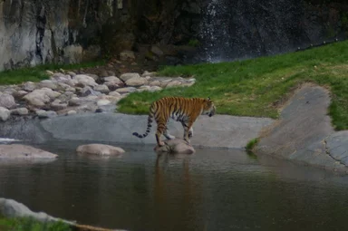 Free Stock Photo: A Siberian tiger by a small pond