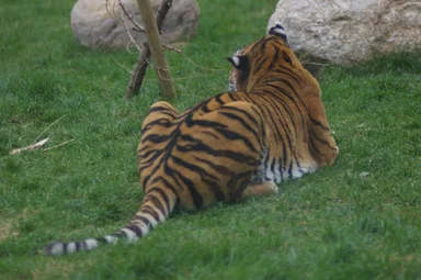 Free Stock Photo: A Siberian tiger lying in the grass