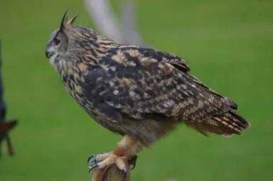 Free Stock Photo: An eagle owl landing perched on a branch