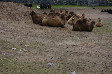 Free Stock Photo: A group of Bactrian camels sitting on the ground