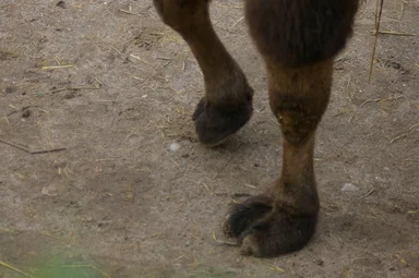 Free Stock Photo: Close-up of the hooves of a Bactrian camel