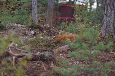Free Stock Photo: A fox in the woods