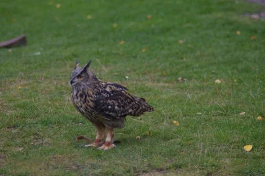 Free Stock Photo: An eagle owl perched on a the ground