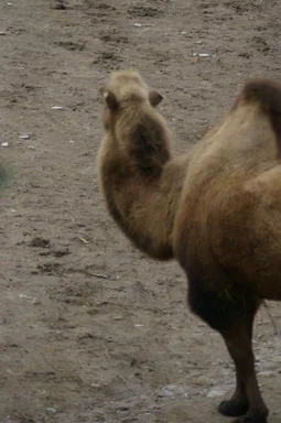 Free Stock Photo: A Bactrian camel