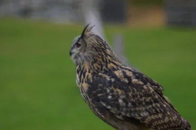 Free Stock Photo: An eagle owl landing perched on a branch