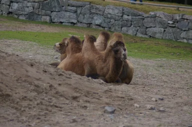 Free Stock Photo: A group of Bactrian camels sitting on the ground
