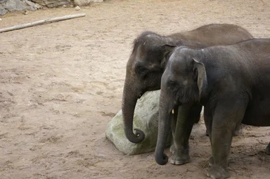 Free Stock Photo: A pair of African elephants