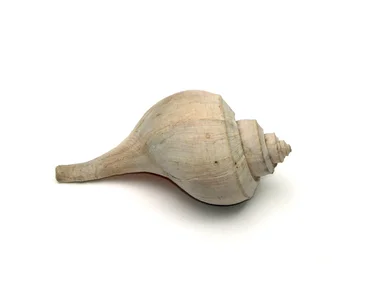 Free Stock Photo: A sea shell isolated on a white background