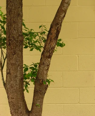 Free Stock Photo: A tree by a yellow brick wall