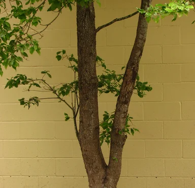Free Stock Photo: A tree in the shade by a yellow brick wall