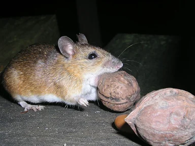 Free Stock Photo: A large Japanese field mouse (Apodemus Speciosus) holding a nut in its mouth