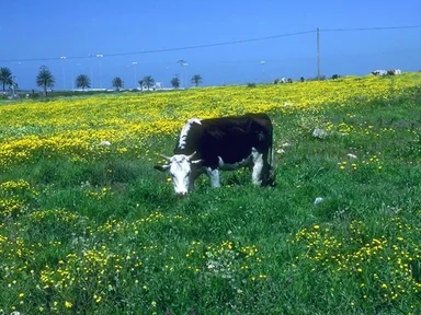 Free Stock Photo: A cow grazing in a pasture