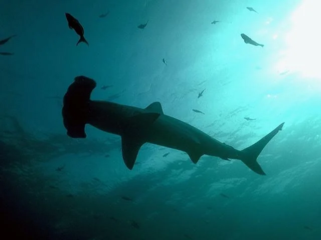 Hammerhead sharks swimming in the ocean : Free Stock Photo