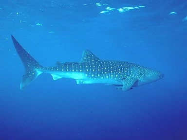 Free Stock Photo: A shark swimming in the ocean