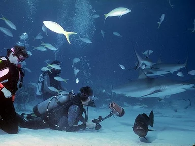 Free Stock Photo: Sharks swimming by scuba divers in the ocean