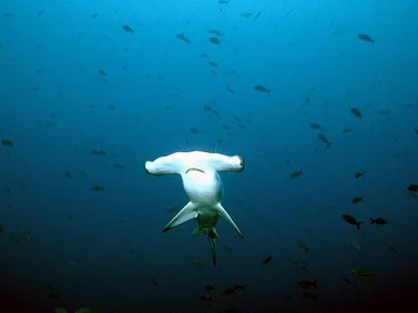 Free Stock Photo: Hammerhead sharks swimming in the ocean