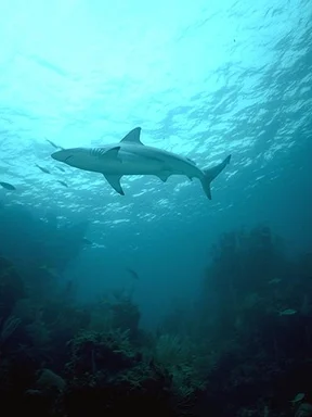 Free Stock Photo: A shark swimming in the ocean