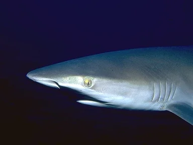 Free Stock Photo: Close-up of a shark in the ocean