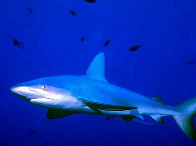Free Stock Photo: A shark swimming in the ocean