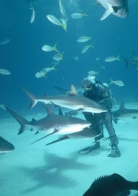 Free Stock Photo: Sharks swimming by a scuba diver in the ocean