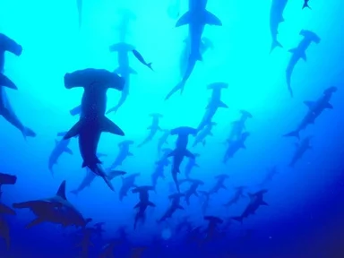 Free Stock Photo: A group of hammerhead sharks swimming in the ocean