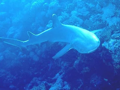 Free Stock Photo: A shark swimming in the ocean