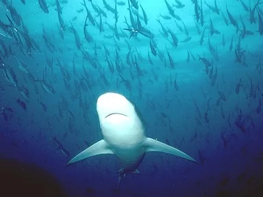 Free Stock Photo: A shark swimming in the ocean