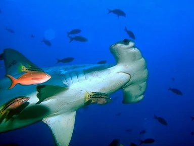 Free Stock Photo: A shark swimming in the ocean
