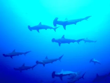 Free Stock Photo: Hammerhead sharks swimming in the ocean