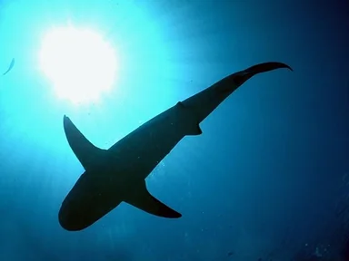 Free Stock Photo: A shark swimming in the ocean