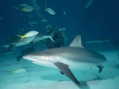 Free Stock Photo: Sharks swimming by a scuba diver in the ocean